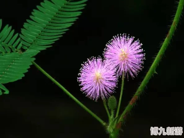 含羞草2024隐藏路径：解析该植物的生长习性、生态价值及其在园艺中的应用与发展前景